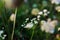 cow parsley, wild chervil, wild beaked parsley, keck