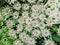 Cow parsnip flower, umbrella inflorescence. Top view. Dangerous poisonous plant. Natural background