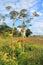 Cow-parsnip (Heracleum)