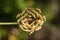 Cow Parsnip Seed Cluster - Bird View