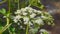 Cow parsnip swaying in the wind under the sunlight