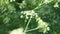 Cow parsnip Weed. Poisonous plant. Selective focus