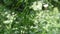 Cow parsnip Weed. Poisonous plant. Selective focus
