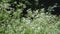 Cow parsnip Weed. Poisonous plant. Selective focus