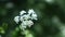 Cow parsnip Weed. Poisonous plant. Selective focus