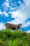 Cow on pasture in Ahorn, Appenzell, Switzerland