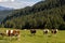 Cow on pasture, Alps in background, Germany