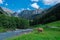 Cow pasture in Alps. Cows in pasture on alpine meadow in Switzerland. Cow pasture grass. Cow on green alpine meadow. Cow