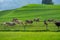 Cow pasture in Alps. Cows in pasture on alpine meadow in Switzerland. Cow pasture grass. Cow on green alpine meadow. Cow