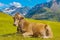 Cow in a pasture, Alps mountains, Austria
