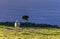 Cow on pasture, Azores archipelago (Portugal)