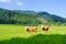 Cow pasture. Cows on green meadow. Agriculture concept background