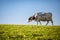 Cow in pasture. Mountain meadow