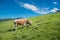 Cow on a pasture in mountains. Valley lit with sunlight in summertime. Moutain range at the background.