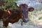 Cow on a pasture near the mountains in the crimea close-up