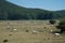 Cow and pastures Irpinia. Italian Apennines. Campania. South Italy