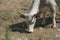 Cow and pastures Irpinia. Italian Apennines. Campania. South Italy