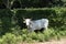 Cow and pastures Irpinia. Italian Apennines. Campania. South Italy