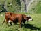 A cow pasturing in the mountain