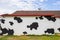 Cow pattern painted walls