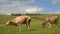 A cow pisses in a meadow in the village. Cattle grazing in the field on a sunny day