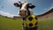 Cow Playing Soccer With A Gopro: 32k Uhd Fish-eye Lens Action Shot