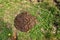 Cow poop on a green meadow - Animal dung