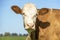 Cow portrait of a calm red bovine, with white face, pink nose and friendly and calm expression, a sky background