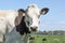 Cow portrait of a calm white and brown bovine, with pink nose