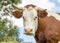 Cow portrait. Close shot of a horned Montbeliarde cow looking shy with tree leaves as background