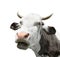 Cow portrait close up. Funny and cute talking black and white cow isolated on white. Farm animals.