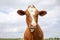 Cow portrait close up, looking surprised and questioningly, red and white