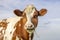 Cow portrait, a cute red bovine, white blaze, pink nose and looking friendly, chewing blades of grass