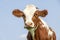 Cow portrait with flies, a cute and calm red bovine, with white blaze, pink nose and friendly and calm expression, adorable furry