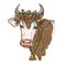 Cow portrait with floral wreath and bell on the neck, animal husbandry, hand drawn illustration