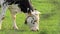 Cow portrait grazing on the meadow