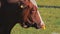 Cow portrait grazing on the meadow, Close up