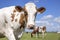 Cow portrait of a large red bovine, with white silly face, pink nose, a sky background