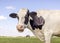 Cow portrait, mouth open eating, the head of a black and white one showing teeth tongue and gums while chewing