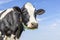 Cow portrait of an old and grumpy one, white blaze and mature soft expression, black and white gentle looking, in front of a blue