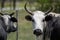 Cow portrait, upclose by the barbwire fence