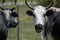 Cow portrait, upclose by the barbwire fence