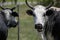 Cow portrait, upclose by the barbwire fence