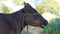 Cow in a prairie, Head of ruminating cow, chain and green background