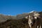 Cow in the Pyrenees mountains