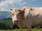 A Cow in the PyrÃ©nÃ©es - Pic du midi - France