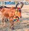 Cow racing annual fair, Thailand