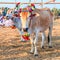 Cow racing annual fair, Thailand