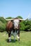 Cow, rare breed English longhorn.