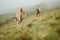 Cow rear view, grazing in green meadow foggy weather, low view